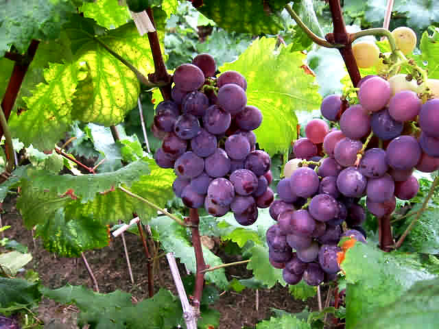Grapes Valley
