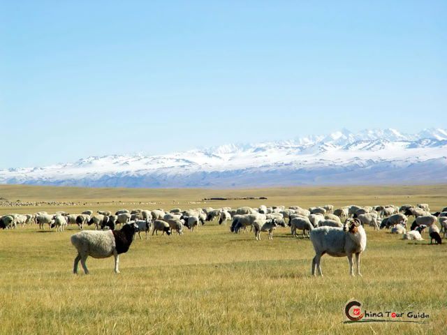 Southern Tianshan rangeland