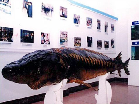 Yichang Chinese Sturgeon Museum