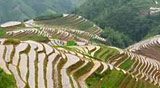 Longji Rice Terraces 